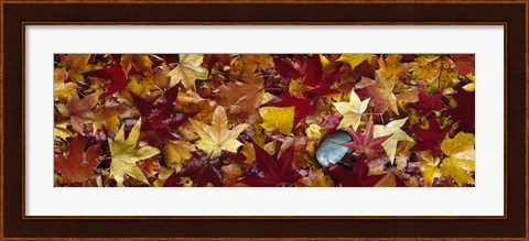 Framed Maple leaves Print