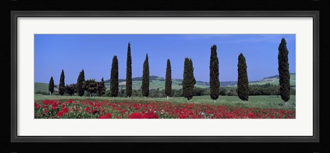 Framed Field Of Poppies And Cypresses In A Row, Tuscany, Italy Print