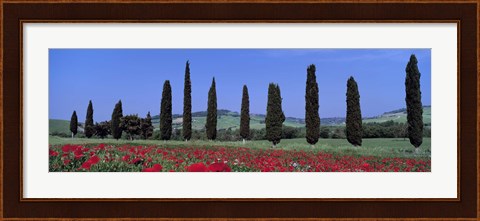 Framed Field Of Poppies And Cypresses In A Row, Tuscany, Italy Print