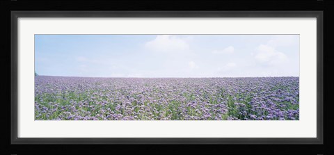 Framed Field of Phacelia, Germany Print