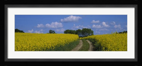 Framed Path in a field, Germany Print