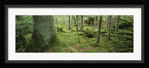 Framed Close-up of moss on a tree trunk in the forest, Siggeboda, Smaland, Sweden Print