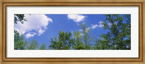 Framed Low angle view of trees Print