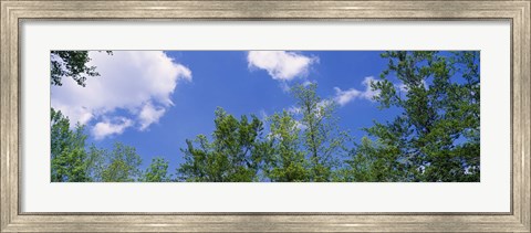 Framed Low angle view of trees Print
