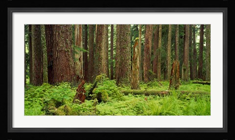 Framed Forest floor Olympic National Park WA USA Print