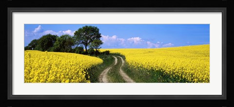 Framed Canola, Farm, Yellow Flowers, Germany Print