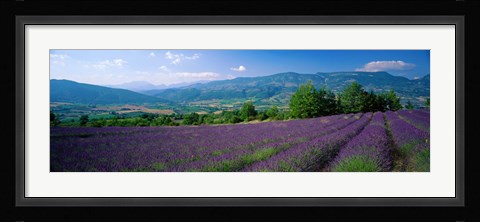 Framed Lavender Fields, La Drome Provence, France Print
