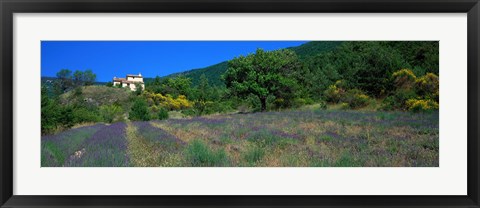 Framed Lavender Field La Drome Provence France Print