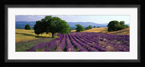 Framed Flowers In Field, Lavender Field, La Drome Provence, France Print