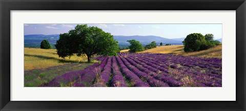 Framed Flowers In Field, Lavender Field, La Drome Provence, France Print