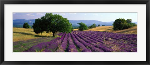 Framed Flowers In Field, Lavender Field, La Drome Provence, France Print
