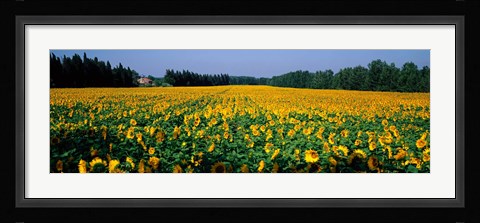 Framed Sunflowers St Remy de Provence Provence France Print