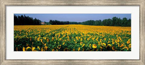 Framed Sunflowers St Remy de Provence Provence France Print