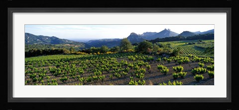 Framed Vineyard Dentelles de Montmirail Vaucluse Provence France Print