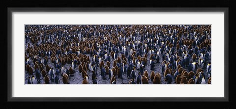 Framed King Penguin Colony Salisbury Plain South Georgia Sub-Antartic Print