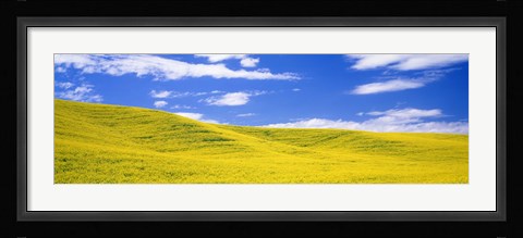 Framed Canola Fields, Washington State, USA Print