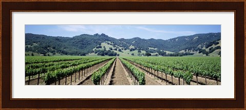 Framed Rows of vine in a vineyard, Hopland, California Print