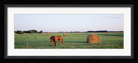 Framed Horses And Hay, Marion County, Illinois, USA Print