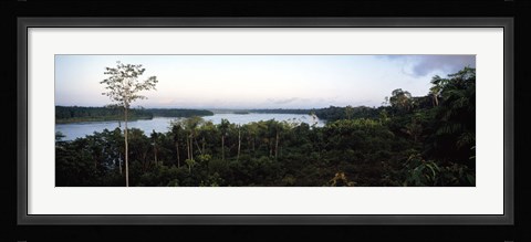 Framed Trees in a forest, Amazon Rainforest, Amazon, Peru Print