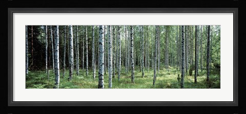 Framed White Birches Aulanko National Park Finland Print