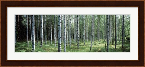 Framed White Birches Aulanko National Park Finland Print
