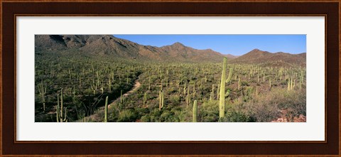 Framed Saguaro National Park, Arizona Print