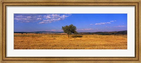 Framed Wheat Field Central Anatolia Turkey Print