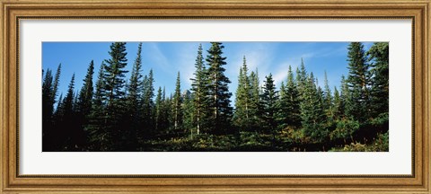 Framed Banff Pine Trees, Alberta, Canada Print