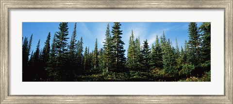 Framed Banff Pine Trees, Alberta, Canada Print