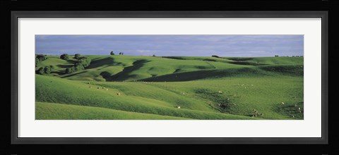 Framed Sheep grazing, Southland New Zealand Print