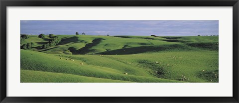 Framed Sheep grazing, Southland New Zealand Print