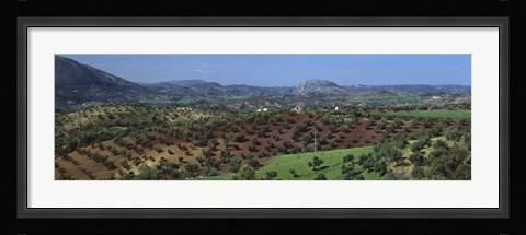 Framed Olive Groves Andalucia Spain Print