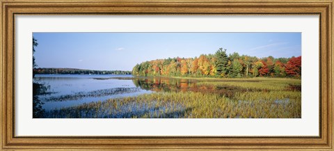 Framed Trees in a forest at the lakeside, Ontario, Canada Print