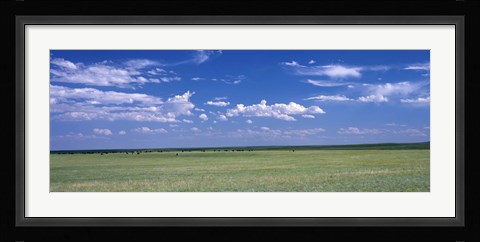 Framed Herd of Bison on prairie Cheyenne WY USA Print
