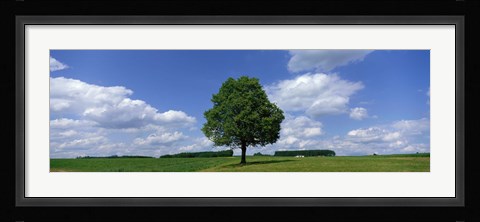 Framed Single Tree, Germany Print