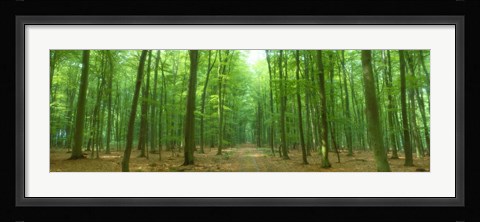 Framed Pathway Through Forest, Mastatten, Germany Print