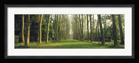 Framed Trees Versailles France Print