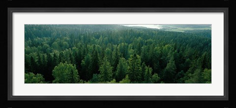 Framed Finland, Aulanko, Scandinavian Forest Print