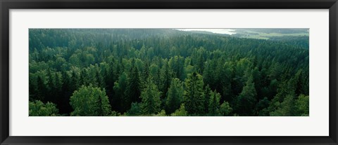 Framed Finland, Aulanko, Scandinavian Forest Print