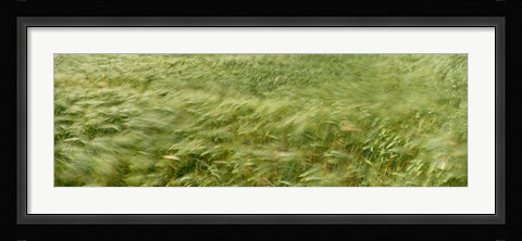 Framed Grain Field In Wind, (Near Lorelei,) Germany Print