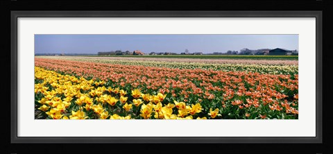 Framed Field Of Flowers, Egmond, Netherlands Print