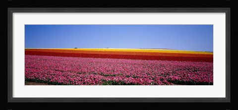 Framed Field Of Flowers, Near Encinitas, California, USA Print