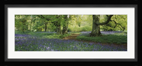 Framed Bluebells in a forest, Thorp Perrow Arboretum, North Yorkshire, England Print