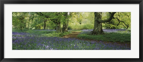 Framed Bluebells in a forest, Thorp Perrow Arboretum, North Yorkshire, England Print