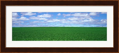 Framed Bush Bean Field, Mcminnville, Oregon, USA Print
