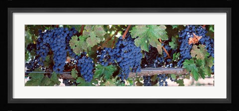 Framed USA, California, Napa Valley, grapes Print