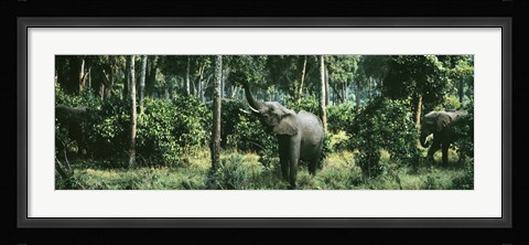 Framed Herd of Elephants Maasai Mara National Park Kenya Africa Print