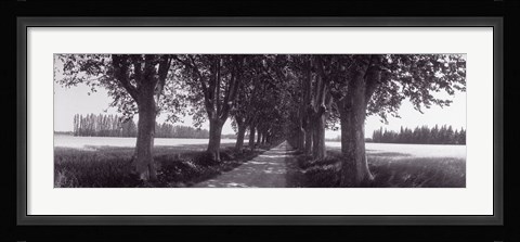 Framed Road Through Trees, Provence, France Print