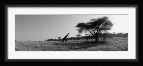 Framed Giraffe On The Plains, Kenya, Africa Print