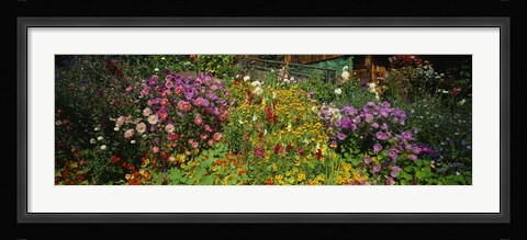 Framed Close-up of flowers, Muren, Switzerland Print